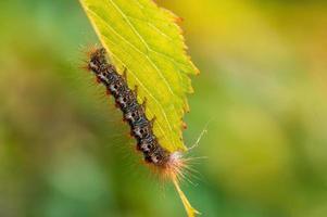 una oruga se sienta en una hoja en un prado foto