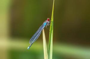 una libélula azul se sienta en un tallo en un prado