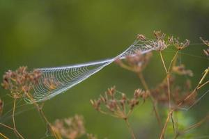 a spider web with dewdrops on a meadow in summer photo