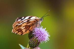 one Marbled White is sitting on a flower in a meadow photo