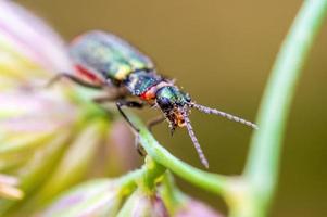 un escarabajo verde se sienta en un tallo en un prado
