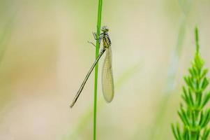 una libélula verde se sienta en un tallo en un prado