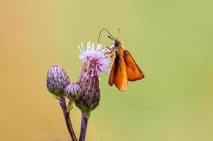una mariposa patrón se sienta en un tallo en un prado foto