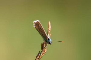 una mariposa azul común se sienta en un tallo en un prado foto