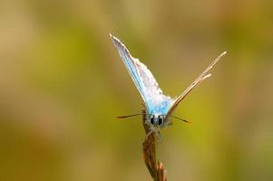 una mariposa azul común se sienta en un tallo en un prado