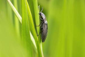 one black beetle sits on a stalk in a meadow photo