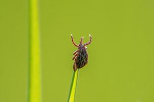 one tick sits on a blade of grass photo