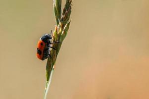 un escarabajo de bolsa de hormigas se sienta en un tallo en un prado foto