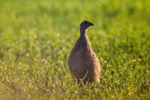 a young pheasant chicken in a meadow photo