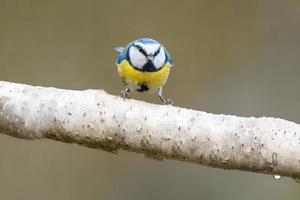 a blue tit sits on a branch photo