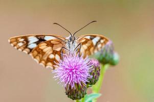 one Marbled White is sitting on a flower in a meadow photo