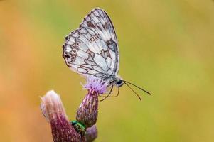 one Marbled White is sitting on a flower in a meadow photo