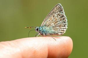una mariposa azul común se sienta en un dedo