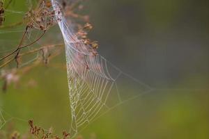 a spider web with dewdrops on a meadow in summer photo