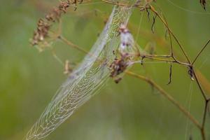 a spider web with dewdrops on a meadow in summer photo