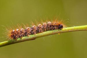 one caterpillar sits on a stalk in a meadow photo