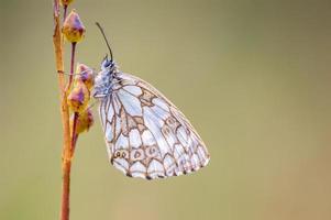 one Marbled White is sitting on a flower in a meadow photo