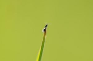 una mosca se sienta en un tallo en un prado foto