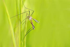 one crane fly sits on blades of grass in a meadow photo