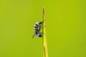 una mosca se sienta en un tallo en un prado foto
