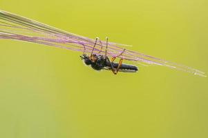 one March fly sits on a blade of grass in a meadow photo