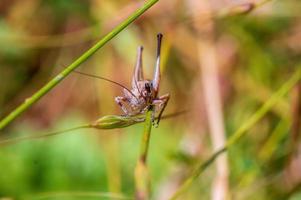 one brown grasshopper sits on a stalk in a meadow photo