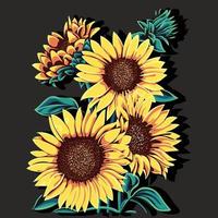 Sunflower vector illustration. Sunflower isolated. Botanical floral illustration.