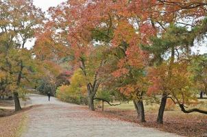 Tranquil passage in Japanese zen garden in Autumn photo