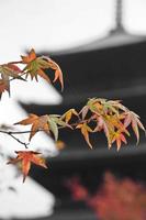 Red and orange maple leaves at Kyoto high rise temple in Autumn photo