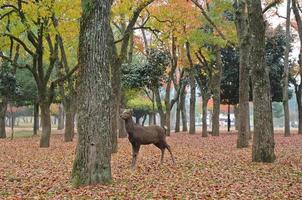 santo ciervo japonés en el parque nacional de nara foto