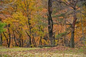 bosque vibrante mágico de otoño en shirakawago en takayama japón foto