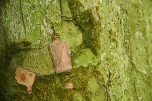 Moss and lichen texture on tree trunk photo