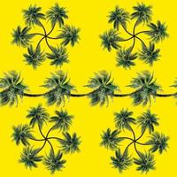 Green palm leaves pattern for nature concept,tropical coconut tree isolated on yellow background photo