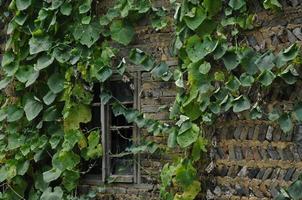 Creeper ivy on old building in Europe photo