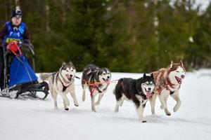 Husky sled dog racing photo