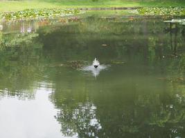 fountain in a pond photo