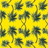 Green palm leaves pattern for nature concept,tropical coconut tree isolated on yellow background photo