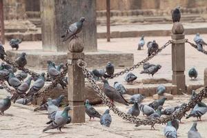 algunas de las palomas viven en bhaktapur, la antigua ciudad de nepal. la plaza durbar es uno de los sitios del patrimonio mundial de la unesco del valle. foto