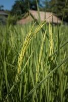 The close up of rice crop in agriculture farm. photo