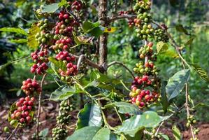 Coffee tree with coffee cherries growth in plantation field. Coffee beans are used to make various coffee beverages and products. photo