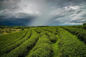 The rain storm over the tea plantation in the countryside of Chiang Rai province of Thailand. photo