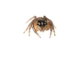 Insect Jumping Spider Isolated on White Background photo