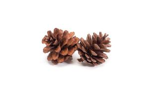 pine cone on white background for Christmas decorative photo