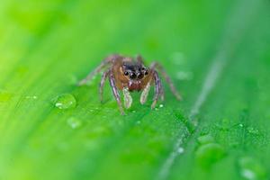 Insect Jumping Spider photo