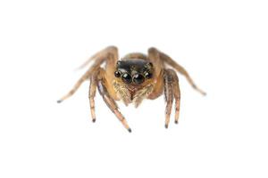 Insect Jumping Spider photo