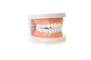 modelo plástico de dientes humanos en concepto blanco, dental y médico foto