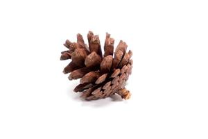 pine cone on white background for Christmas decorative photo