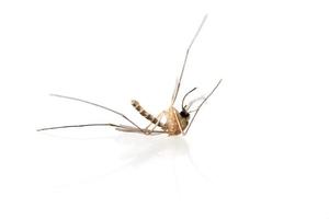 Death of a mosquito on white background photo