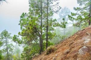 Canarian pines, pinus canariensis in the Corona Forestal Nature photo