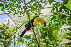 Keel-billed Toucan, Ramphastos sulfuratus, bird with big bill sitting on the branch in the forest, nature travel in central America, Playa del Carmen, Riviera Maya, Yu atan, Mexico photo